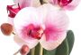 Warentuin Phalaenopsis Orchidee in pot 50 cm roze kunstplant Nova Nature - Thumbnail 3