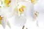 Nova Nature (Best) RT Phalaenopsis Bora x3 in pot 60cm white - Thumbnail 3