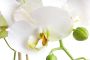 Warentuin Phalaenopsis Orchidee In Pot 50 cm wit kunstplant Nova Nature - Thumbnail 3