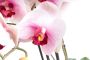 Warentuin Phalaenopsis Orchidee In Pot 60 cm roze kunstplant Nova Nature - Thumbnail 3