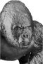 Casablanca by Gilde Dierfiguur Sculptuur Gorilla (1 stuk) - Thumbnail 4