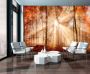 Consalnet Fotobehang Zonnig bos in de herfst - Thumbnail 2