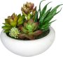Creativ green Kunst-potplanten Vetplanten-arrangement in een cementpot(2 stuks) - Thumbnail 2