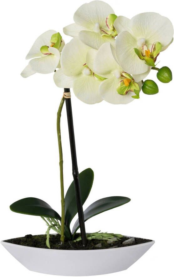 Creativ green Kunstorchidee Vlinderorchidee set van 2 in een plastic bakje (2 stuks)