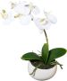 Creativ green Kunstorchidee Vlinderorchidee set van 2 in keramieken schaal (2 stuks) - Thumbnail 2