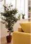 Creativ green Kunstplant Ficus Benjamini (1 stuk) - Thumbnail 10