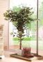 Creativ green Kunstplant Ficus Benjamini (1 stuk) - Thumbnail 5