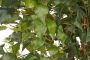 Creativ green Kunstplant Ficus Benjamini (1 stuk) - Thumbnail 6