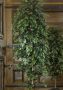 Creativ green Kunstplant Ficus Benjamini (1 stuk) - Thumbnail 9