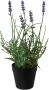 Creativ green Kunstplant Lavendel set van 3 in een plastic pot (3 stuks) - Thumbnail 2