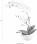 Creativ green Kunstplant Orchidee (1 stuk) - Thumbnail 6
