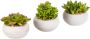 Creativ green Kunstplant Vetplanten (set 3 stuks) - Thumbnail 2