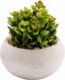 Creativ green Kunstplant Vetplanten (set 3 stuks) - Thumbnail 3