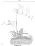Creativ green Kunstplant Vlinderorchidee (1 stuk) - Thumbnail 2