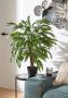 Creativ green Kunstplant Weeping-ficus (1 stuk) - Thumbnail 3