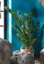 Creativ green Kunstplant Zamifolia (1 stuk) - Thumbnail 7