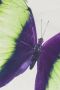 Freundin Home Collection Sierkussen SUMMER BUTTERFLY 03 wit multicolour Kussen met polyestervulling met vlindermotief 45x45 cm (1 stuk) - Thumbnail 2