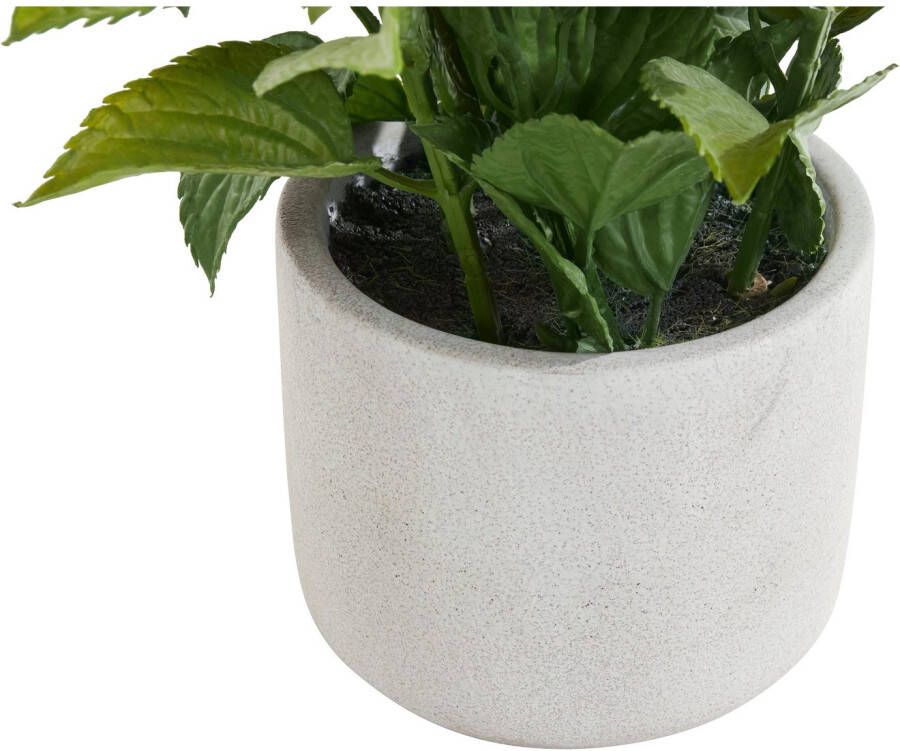 OTTO Kunstplant Avve in een pot van cement (1 stuk)