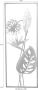 HOFMANN LIVING AND MORE Sierobject voor aan de wand Paradijsvogelplant Wanddecoratie van metaal motief blaadjes - Thumbnail 2