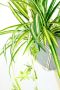 I.GE.A. Kunst-potplanten Waterlelie in een kunststof pot met plantenhanger (1 stuk) - Thumbnail 2