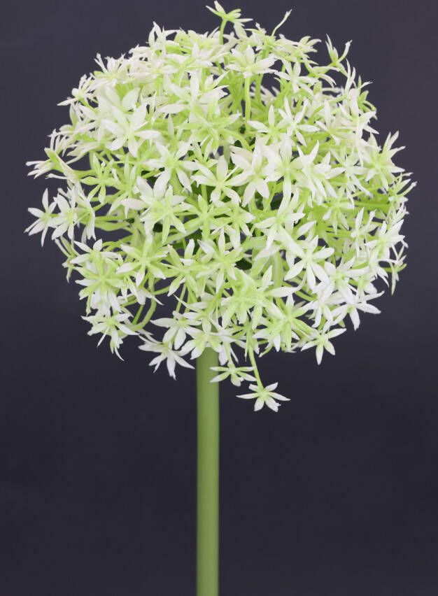 I.GE.A. Kunstbloem Allium sierlook (2 stuks)