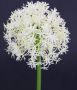 I.GE.A. Kunstbloem Allium sierlook (2 stuks) - Thumbnail 2