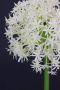 I.GE.A. Kunstbloem Allium sierlook (2 stuks) - Thumbnail 5