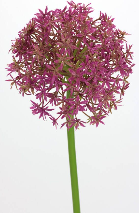 I.GE.A. Kunstbloem Allium sierlook (2 stuks)