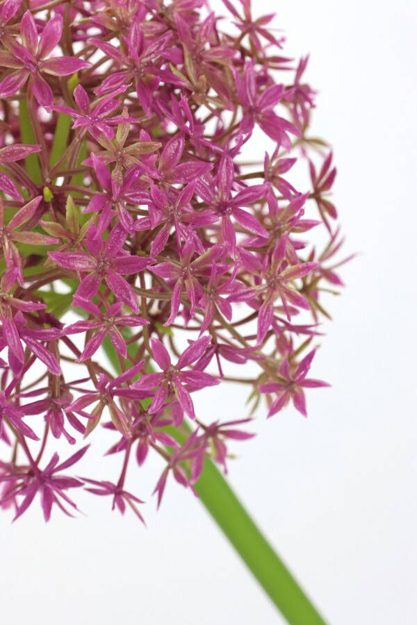 I.GE.A. Kunstbloem Allium sierlook (2 stuks)