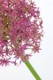 I.GE.A. Kunstbloem Allium sierlook (2 stuks) - Thumbnail 3