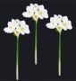 I.GE.A. Kunstbloem Amaryllis Kunst-stielbloem 3-delige set (3 stuks) - Thumbnail 2
