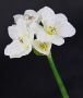 I.GE.A. Kunstbloem Amaryllis Kunst-stielbloem 3-delige set (3 stuks) - Thumbnail 5