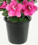 I.GE.A. Kunstbloem azalea in pot (1 stuk) - Thumbnail 3