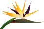 I.GE.A. Kunstbloem Künstliche Blume Strelitzie Paradiesvogelblume Exotischer Dekozweig (3 stuks) - Thumbnail 3