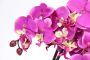 I.GE.A. Kunstbloem Künstliche Orchidee in Schale Phalaenopsis Kunstblume Blume (1 stuk) - Thumbnail 2