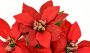 I.GE.A. Kunstbloem Poinsettia in pot set van 2 kunstmatige bloem kerstster kerstdecoratie (2 stuks) - Thumbnail 2