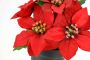 I.GE.A. Kunstbloem Poinsettia in pot set van 2 kunstmatige bloem kerstster kerstdecoratie (2 stuks) - Thumbnail 3