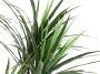 I.GE.A. Kunstboom Palme Dracena im Topf künstlich Pflanze Dracenapalme Zimmerpflanzen (1 stuk) - Thumbnail 2