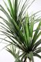 I.GE.A. Kunstboom Palme Dracena im Topf künstlich Pflanze Dracenapalme Zimmerpflanzen (1 stuk) - Thumbnail 3