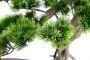 I.GE.A. Kunstplant Bonsai Baum in Schale (1 stuk) - Thumbnail 4