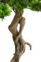 I.GE.A. Kunstplant Bonsai Baum in Schale (1 stuk) - Thumbnail 7