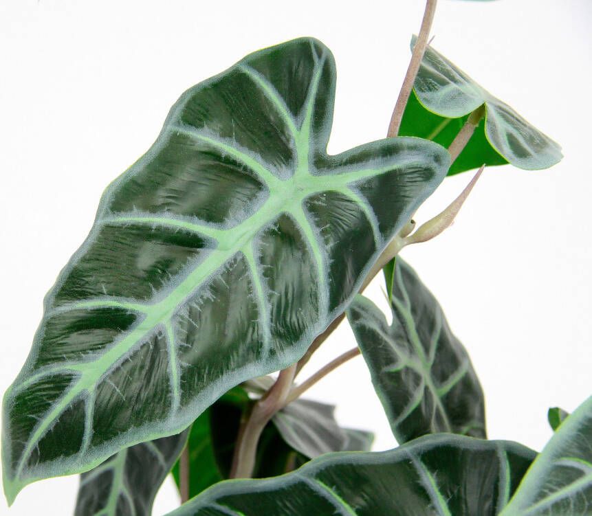 I.GE.A. Kunstplant Calathea (1 stuk)