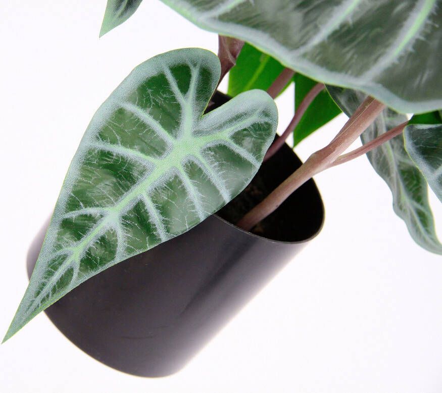 I.GE.A. Kunstplant Calathea (1 stuk)