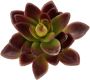 I.GE.A. Kunstplant Decoratieve vetplanten set van 4 kunstplanten vetplanten aloe agave cactus (4 stuks) - Thumbnail 3