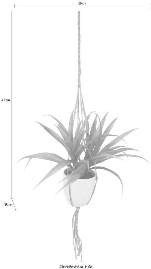 I.GE.A. Kunstplant Dracena in hangend verkeerslicht (1 stuk)