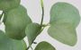 I.GE.A. Kunstplant Kunstbaum Eukalyptus im Topf Pflanze Deko Strauch Busch (1 stuk) - Thumbnail 3