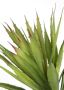 I.GE.A. Kunstplant Kunstmatige agave aloe vera in pot kunstplant (1 stuk) - Thumbnail 2