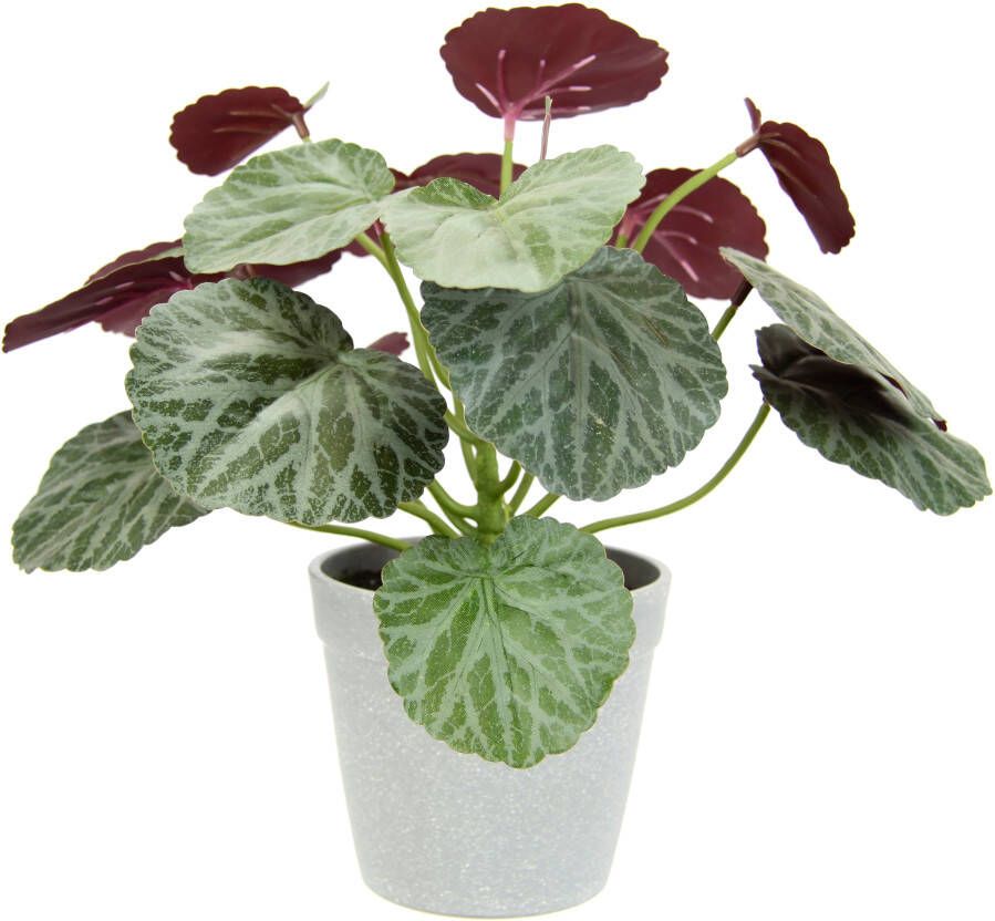 I.GE.A. Kunstplant Künstliche Pflanze Begonie im Topf Begonienbusch Blattpflanze (1 stuk)