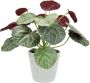 I.GE.A. Kunstplant Künstliche Pflanze Begonie im Topf Begonienbusch Blattpflanze (1 stuk) - Thumbnail 2
