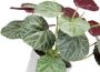 I.GE.A. Kunstplant Künstliche Pflanze Begonie im Topf Begonienbusch Blattpflanze (1 stuk) - Thumbnail 3